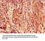 POLR2C Antibody