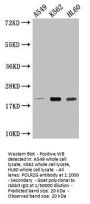 POLR2G Antibody