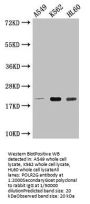 POLR2G Antibody