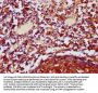 POLRMT Antibody