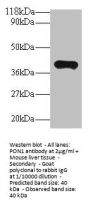 PON1 Antibody