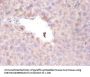 PON1 Antibody