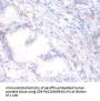 PON1 Antibody