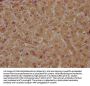 PON1 Antibody