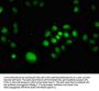 POU2F1 Antibody