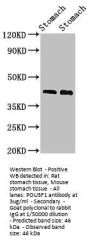 POU3F1 Antibody
