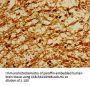 POU3F1 Antibody