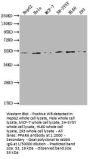 PPARA Antibody