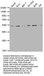 PPARA Antibody