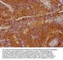 PPARG Antibody
