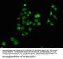 PPARG Antibody