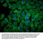 PPCDC Antibody