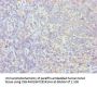 PPIB Antibody