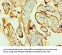 PPIB Antibody