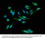 PPIC Antibody