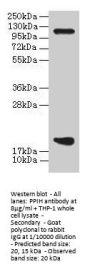 PPIH Antibody