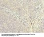 PPIH Antibody