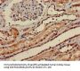 PPP1CA Antibody