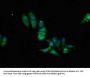PPP2R2A Antibody