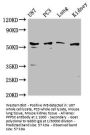 PPP5C Antibody