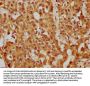 PPP5C Antibody