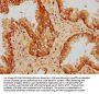 PPP5C Antibody