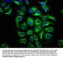 PPP5C Antibody