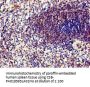 PPP6C Antibody
