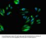 PPP6C Antibody