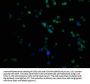 PRAMEF10 Antibody