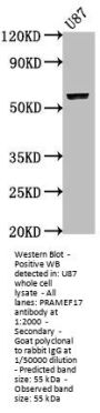 PRAMEF17 Antibody