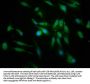 PRCP Antibody