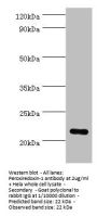PRDX1 Antibody