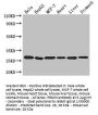 PRDX3 Antibody