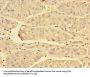PRDX3 Antibody