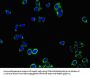 PRDX3 Antibody