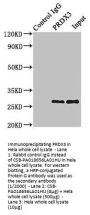 PRDX3 Antibody