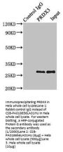 PRDX3 Antibody