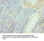 PRDX5 Antibody