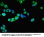 PRDX5 Antibody