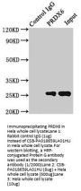 PRDX6 Antibody