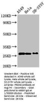 PRDX6 Antibody