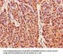PRDX6 Antibody