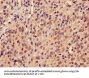 PRDX6 Antibody