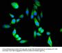 PRDX6 Antibody