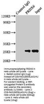 PRDX6 Antibody