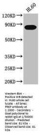 PREP Antibody