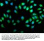 PREP Antibody