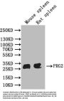 PRG2 Antibody
