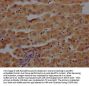 PRG4 Antibody